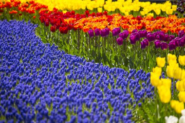 pembe, kırmızı veya turuncu Lale alan bahar sırasında Kuzey Hollanda'da