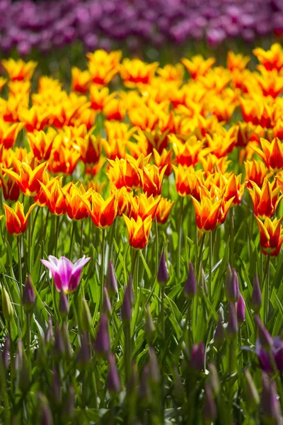 Campo Tulipas Rosa Vermelho Laranja Holanda Norte Durante Primavera — Fotografia de Stock