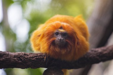 Bu pembe maymun maymun