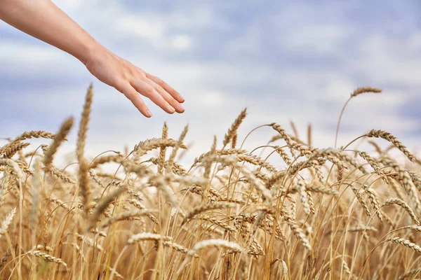 Keze Gazda Közeli Megható Arany Búza Fül Wheatfield — Stock Fotó