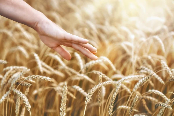 Hand Farmer Close Touching Golden Wheat Ear Wheatfield — Stock Photo, Image