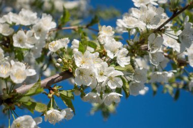 Ağaçta güzel beyaz sakura çiçekleri, bahar