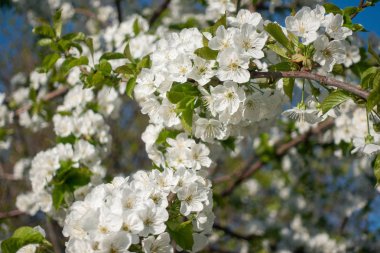 Ağaçta güzel beyaz sakura çiçekleri, bahar