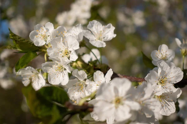 Bellissimi fiori di sakura bianchi su albero, primavera — Foto Stock