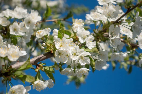 Ağaçta güzel beyaz sakura çiçekleri, bahar