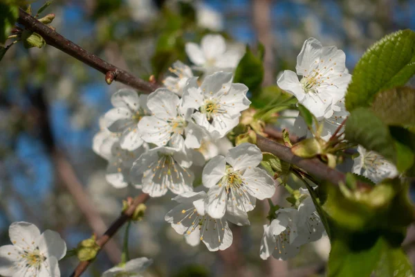 Bellissimi fiori di sakura bianchi su albero, primavera — Foto Stock