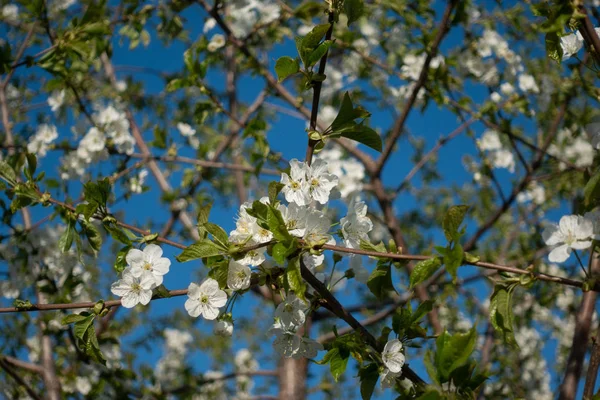 Όμορφα λευκά λουλούδια Sakura στο δέντρο, άνοιξη Φωτογραφία Αρχείου