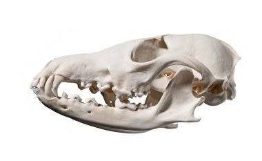Kafatası beyaz zemin üzerine kırmızı tilki (Vulpes vulpes) 