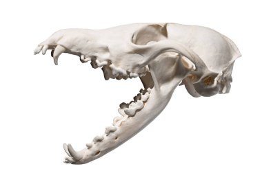 Kafatası çenesi açıldı bir beyaz zemin üzerine kırmızı tilki (Vulpes vulpes)