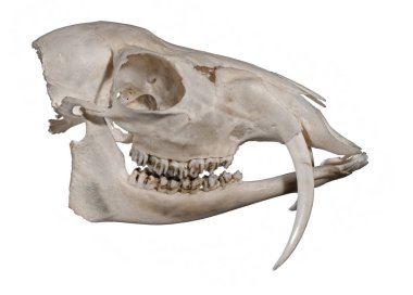 Kafatası beyaz zemin üzerinde bir Sibirya misk geyik (Moschus moschiferus)
