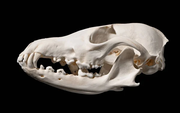 Skull Red Fox Vulpes Vulpes Black Background — Stock Photo, Image