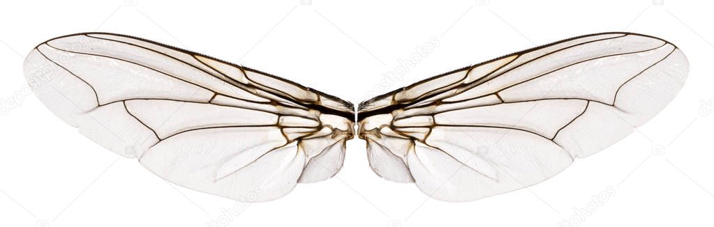 Wings flesh fly - Sarcophagidae. Isolated white  background