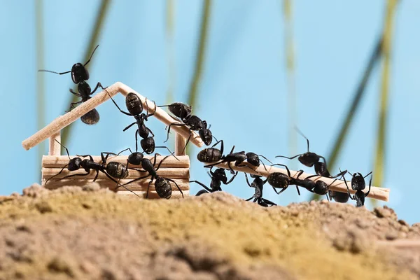 Semut Hitam Sedang Membangun Rumah Kayu Lasius Niger — Stok Foto