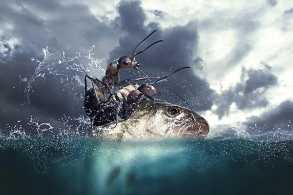 Ants Seamen Fishing Ocean — Stock Photo, Image