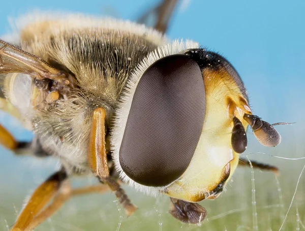 Petite Mouche Blanche Helophilus Pendulus Famille Des Syrphidae — Photo