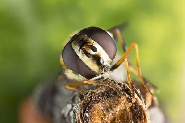 Liten Svart Gul Hoverfly Helophilus Pendulus Familjen Syrphidae — Stockfoto