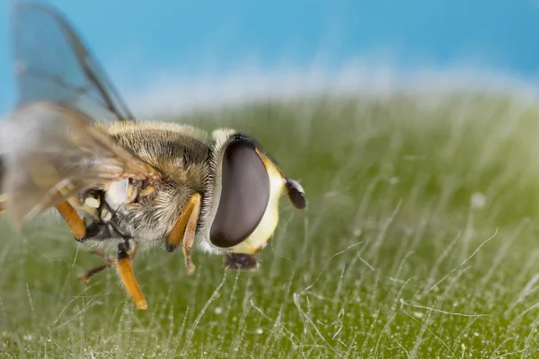 Liten Svart Gul Hoverfly Helophilus Pendulus Familjen Syrphidae — Stockfoto