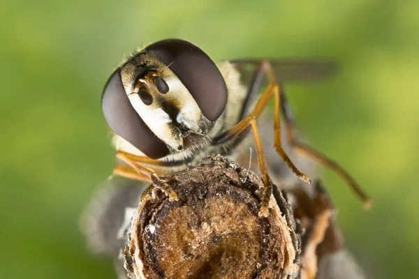 Bir Küçük Siyah Sarı Hoverfly Helophilus Pendulus Aile Syrphidae - Stok İmaj