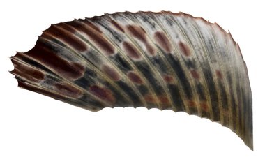 Sırt yüzgeci, gölge balığı (Thymallus arcticus brevipinnis) beyaz bir arka plan üzerinde izole