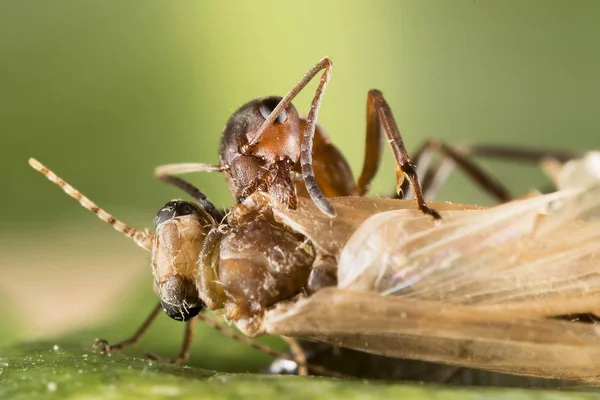 Czerwonych Mrówek Formica Polyctena Zabija Ofiary Mała Mrówka Assassin — Zdjęcie stockowe