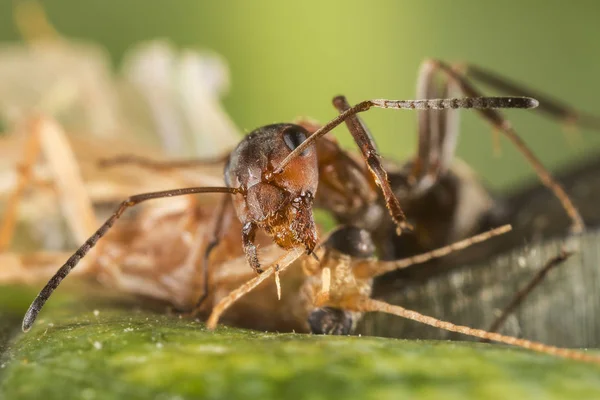 Červený Mravenec Formica Polyctena Zabíjí Oběti Vrah Malé Mravence — Stock fotografie