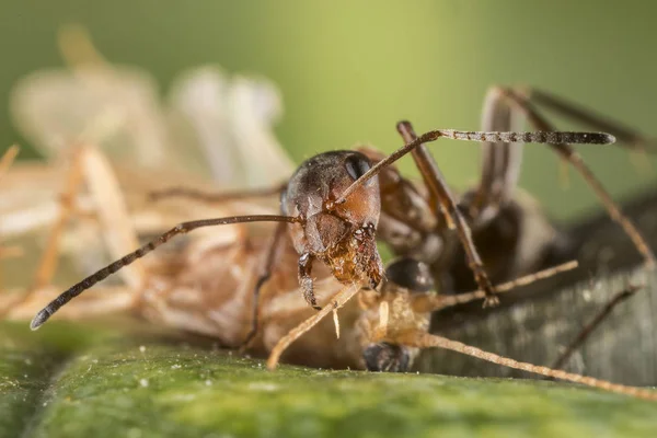 Červený Mravenec Formica Polyctena Zabíjí Oběti Vrah Malé Mravence — Stock fotografie