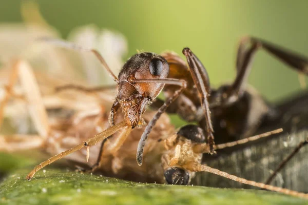 Formiga Vermelha Formica Polyctena Mata Vítima Pequeno Assassino Formigas — Fotografia de Stock