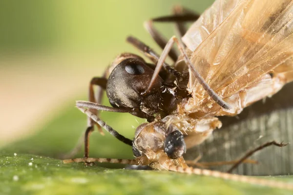 赤アリ フォーマイカ Polyctena 犠牲者を殺します 小さな蟻の暗殺者 — ストック写真