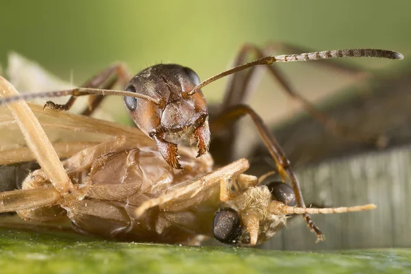 Červený Mravenec Formica Polyctena Zabíjí Oběti Vrah Malé Mravence — Stock fotografie