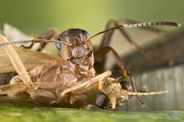 Kırmızı Karınca Formica Polyctena Kurban Öldürür Küçük Karınca Suikastçı Telifsiz Stok Imajlar