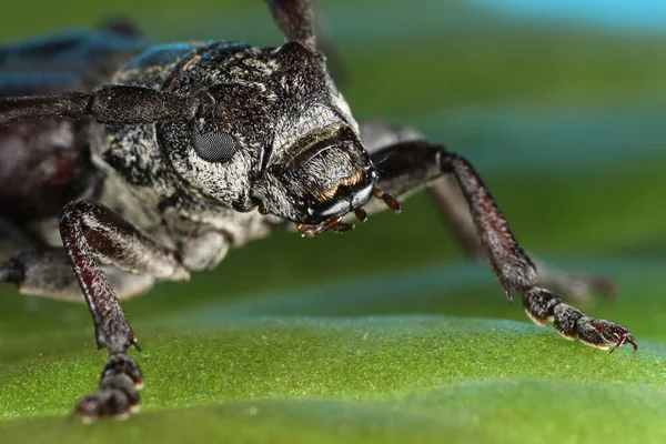 Козерог Жук Cerambyx Cerdo Семейство Cerambycidae — стоковое фото