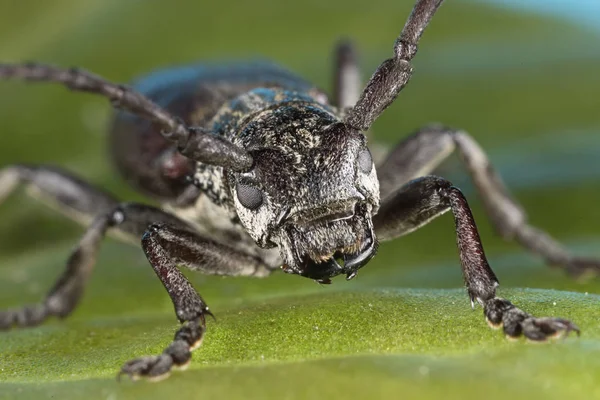Chrząszcz Koziorożec Cerambyx Cerdo Rodzina Cerambycidae — Zdjęcie stockowe