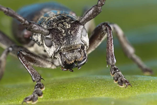 Stenbocksskalbagge Cerambyx Cerdo Familj Cerambycidae — Stockfoto