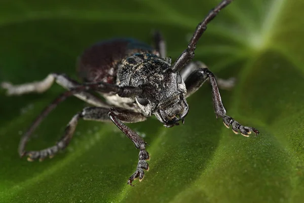 Steinbockkäfer Cerambyx Cerdo Familie Cerambycidae — Stockfoto