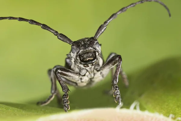 Oğlak Böceği Cerambyx Cerdo Cerambycidae Familyası Telifsiz Stok Imajlar