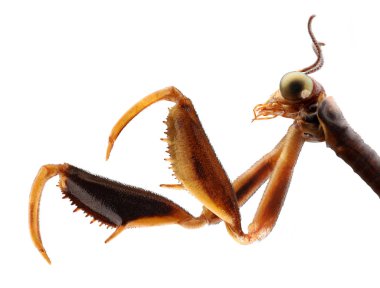 Böcek avcısı, Mantispa lobata Navas, Mantispidae. İzole beyaz arka plan