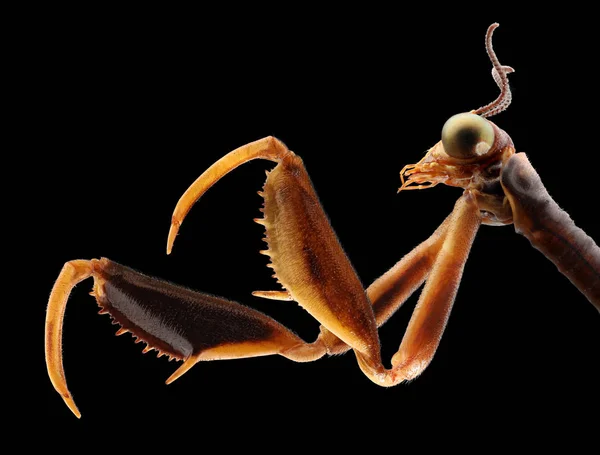 昆虫ハンター Mantispa ナバス カマキリモドキ 孤立した黒背景 — ストック写真