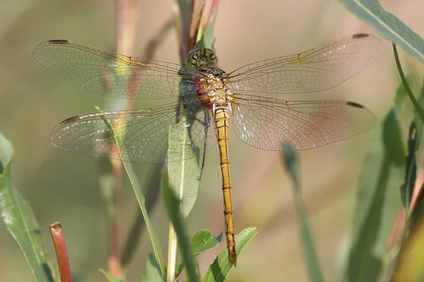 Ortak Pasifik Ten Oğlan Yusufçuk Sympetrum Striolatum Stok Fotoğraf