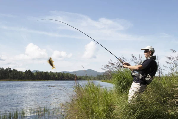 Pesca Los Hombres Pescan Río Perca Europea Perca Fluviatilis — Foto de Stock