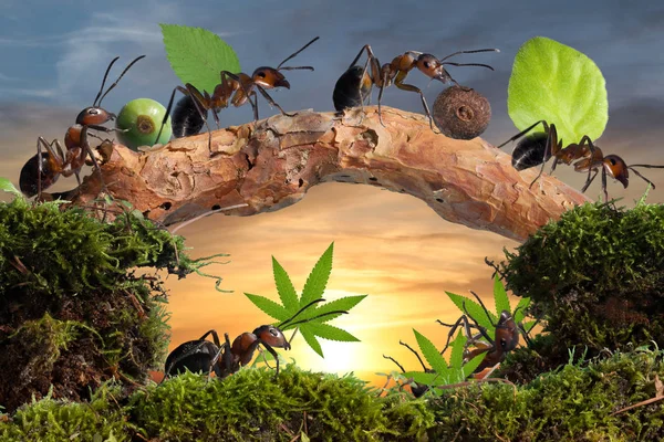 Červení Mravenci Pracují Týmová Práce Konopí — Stock fotografie