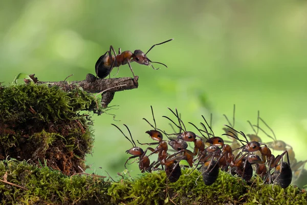 Foule Fourmis Rouges Haut Parleurs Protestations Manifestations — Photo