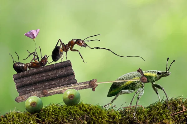Dva Červení Mravenci Funguje Týmová Práce — Stock fotografie