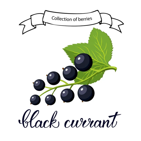 Black Currant Berry Flat Icon Handwritten Text Black Currant Vector — Stock Vector