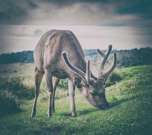 Homme Cerf Sambar Sri Lankais — Photo