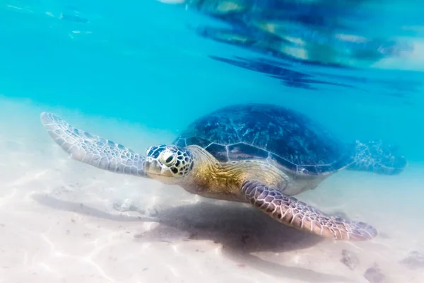 Turtle Hikkaduwa Beach Sri Lanka — Stockfoto