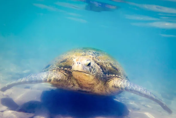 Turtle Hikkaduwa Beach Sri Lanka — Stockfoto