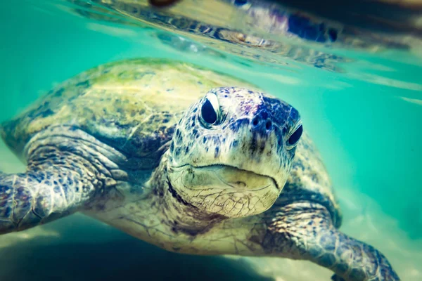 Turtle Hikkaduwa Beach Sri Lanka — Stockfoto