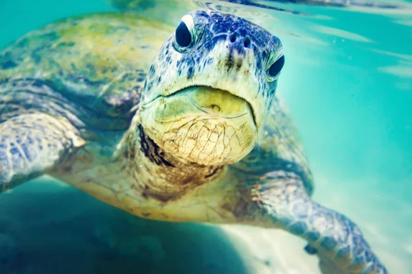 Черепаха Пляже Хиккадува Шри Ланка — стоковое фото