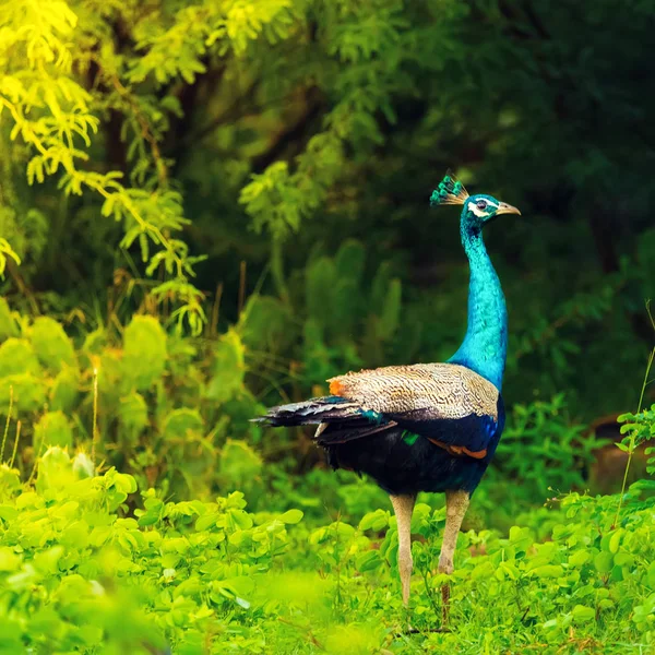 Pavão Parque Nacional Bundala Passeio Observação Pássaros Sri Lanka — Fotografia de Stock