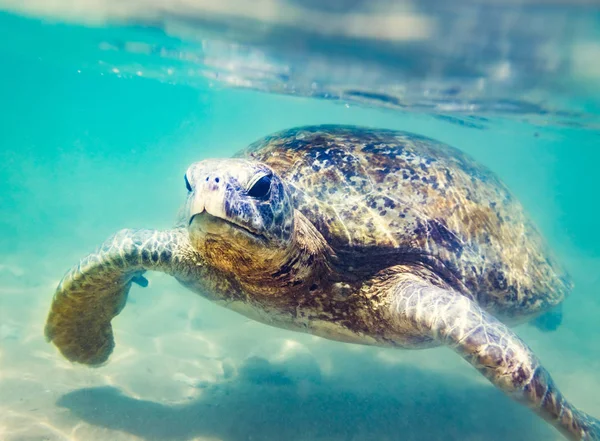 Mořská Želva Pod Vodou Hikkaduwa Beach Srí Lanka Sealife — Stock fotografie